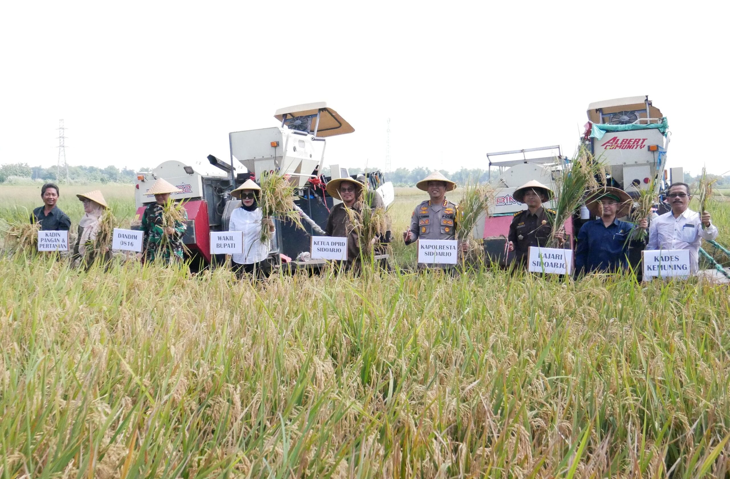 Dari Desa Kemuning Tarik Pemkab Sidoarjo Mengikuti Panen Raya Nasional Serentak Bersama Presiden Prabowo