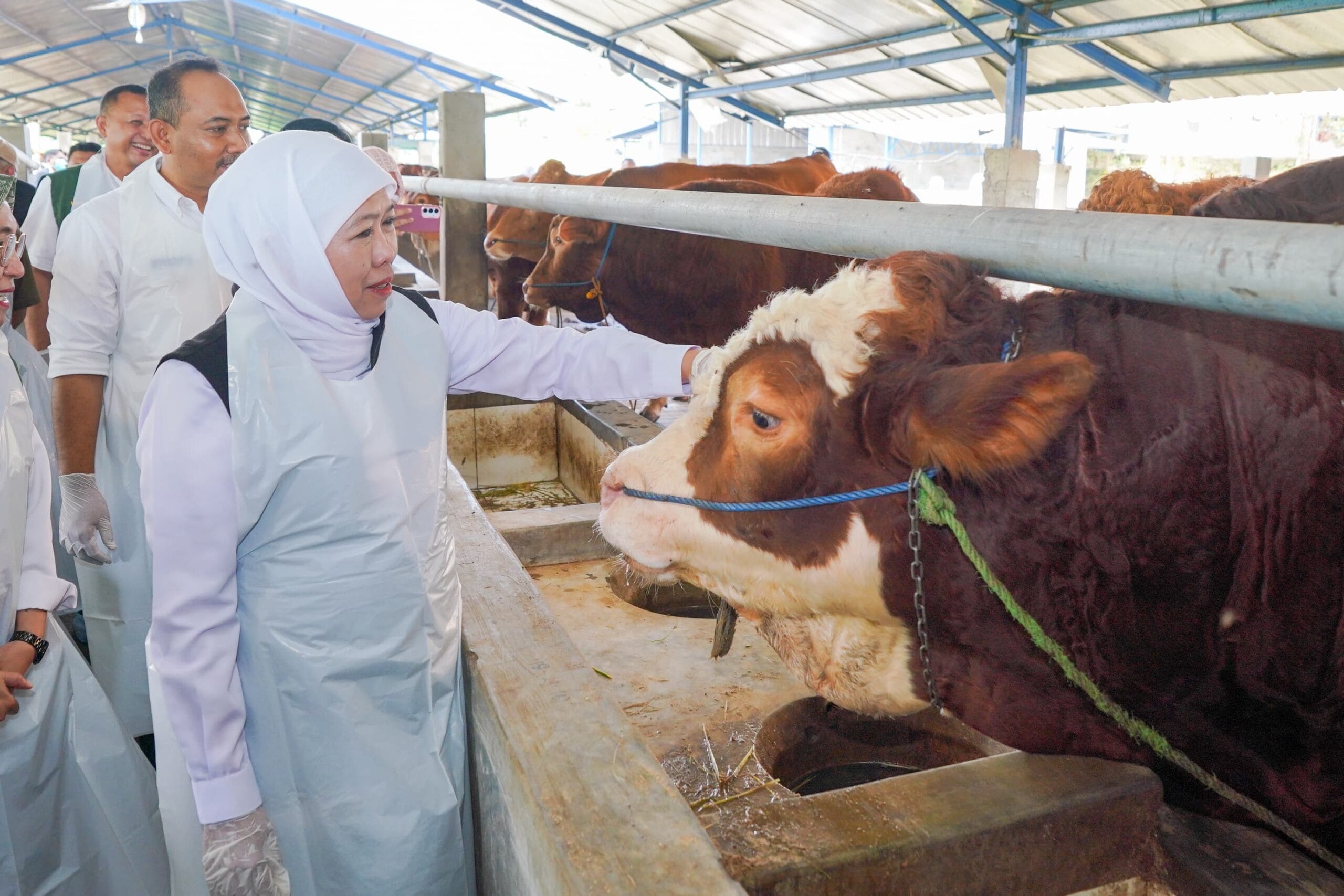 Jatim Siap Suplai Hewan Kurban Untuk Provinsi Lain Dan Gubernur Pastikan Aman, Sehat Serta Bebas PMK
